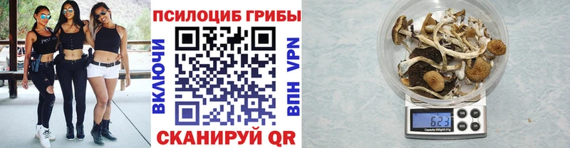 Купить где  Демидов  Галлюциногенные грибы Psilocybe 